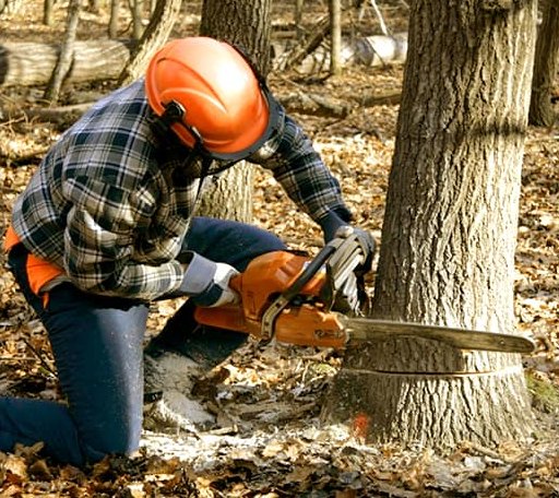 Tree Removal in Burlington, VT